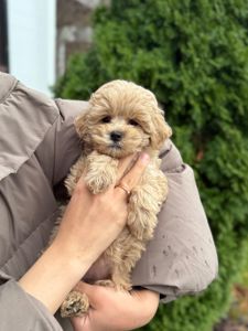 Девочка малышка мини мальтипу ф1 в Киеве