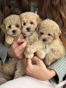 Девочка мини мальтипу ф1 беби фейс в Киеве