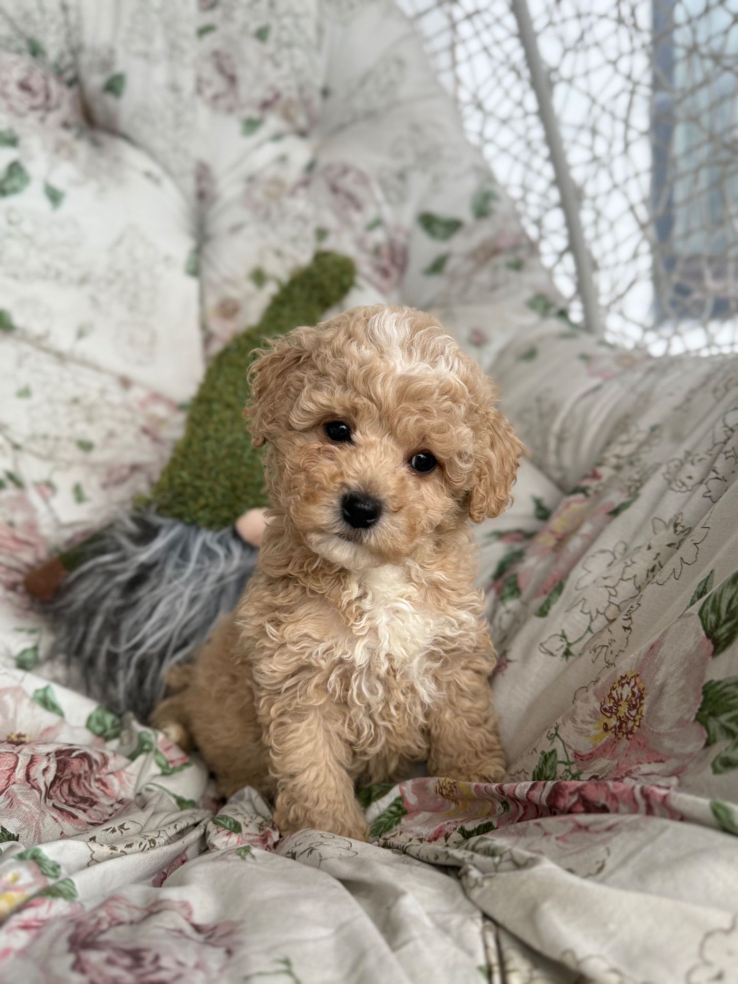 Мальчик мальтипу ф1 беби фейс в Киеве