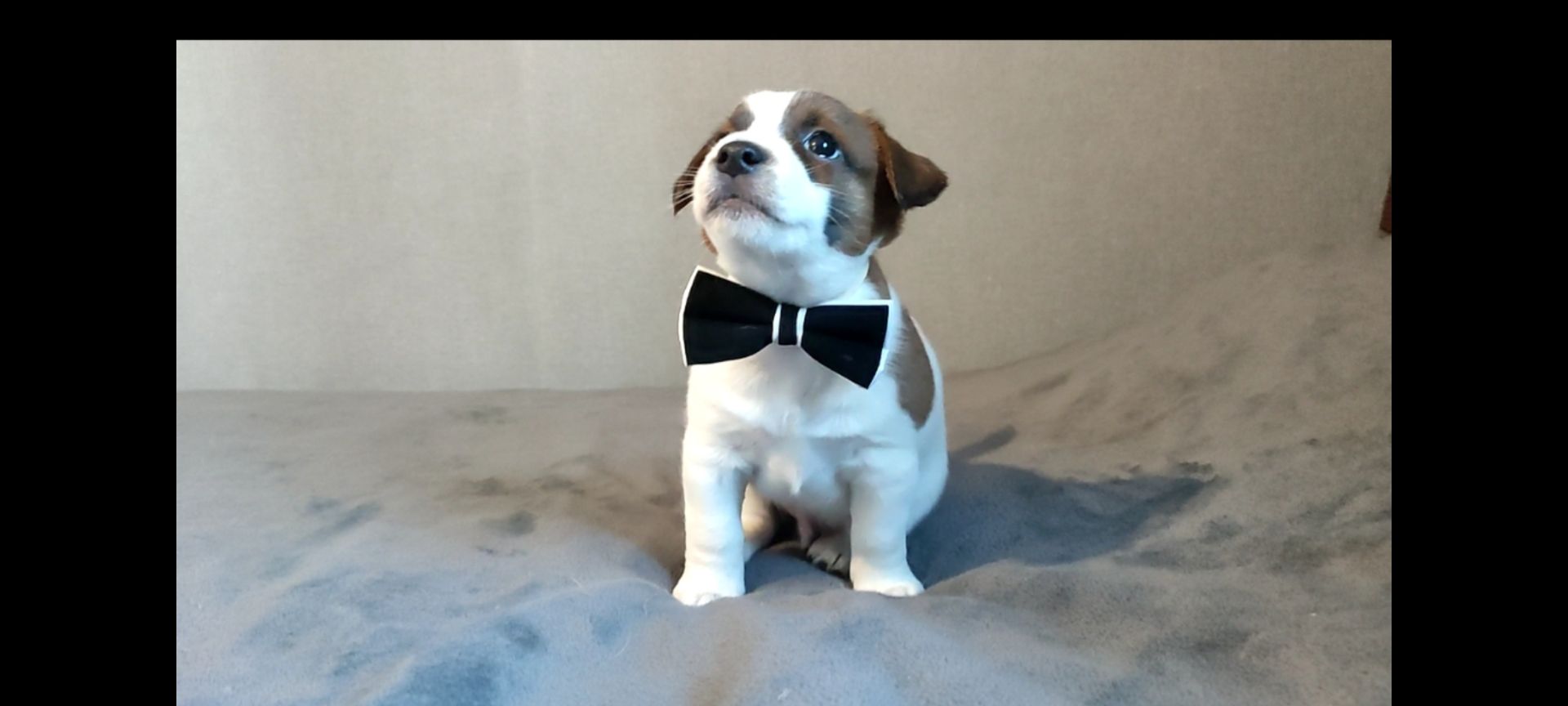 Джек Рассел терьер хлопчик з документами ККУ родословною