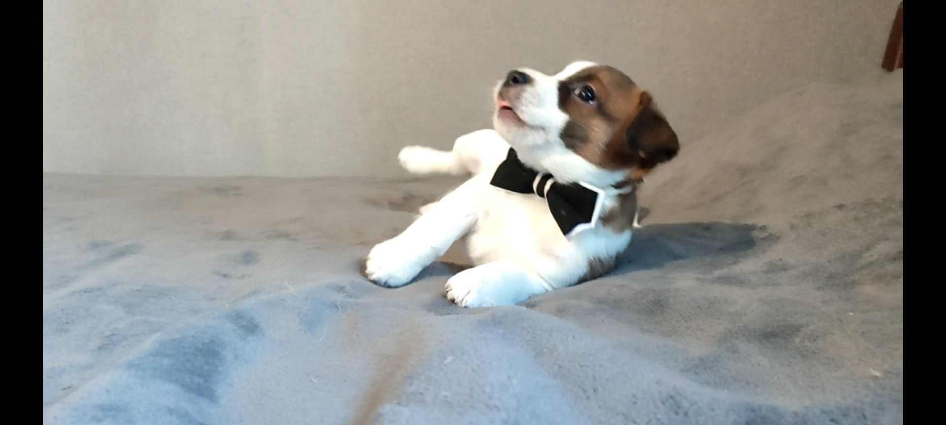 Джек Рассел терьер хлопчик з документами ККУ родословною