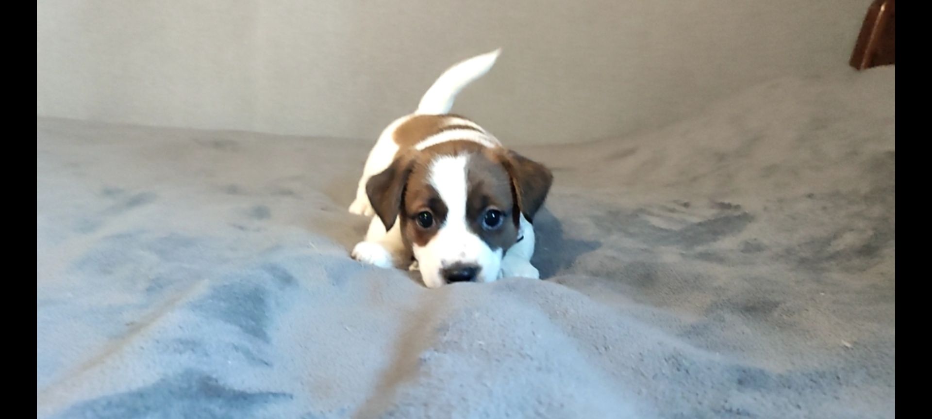 Джек Рассел терьер хлопчик з документами ККУ родословною