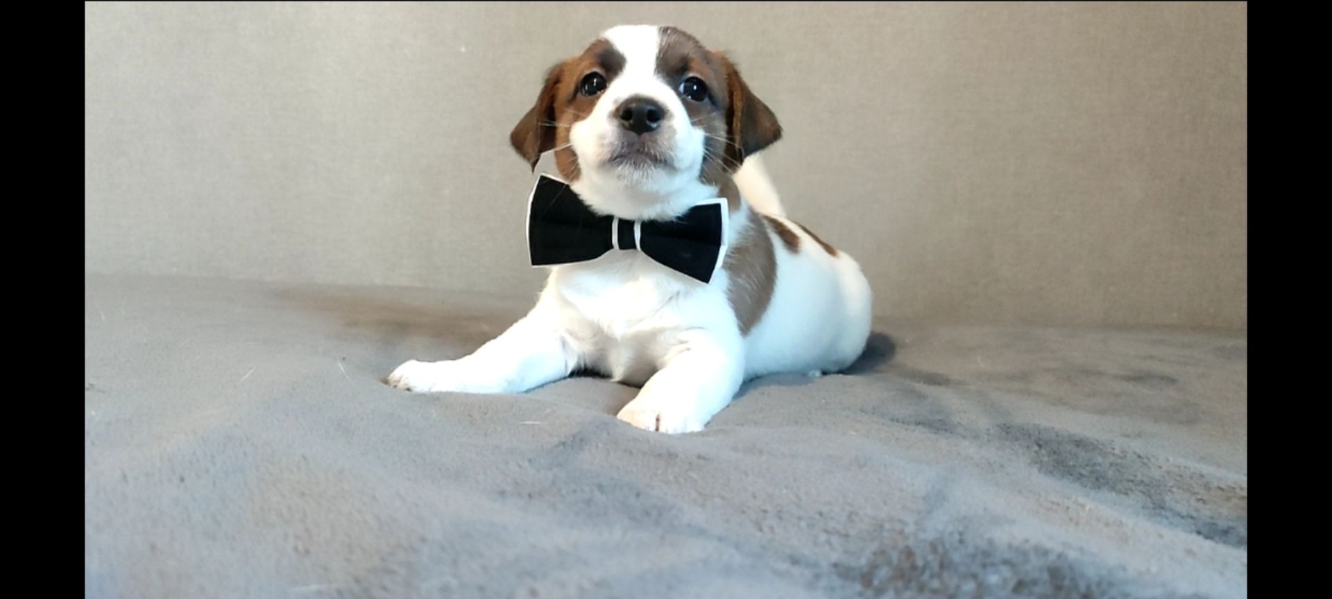 Джек Рассел терьер хлопчик з документами ККУ родословною