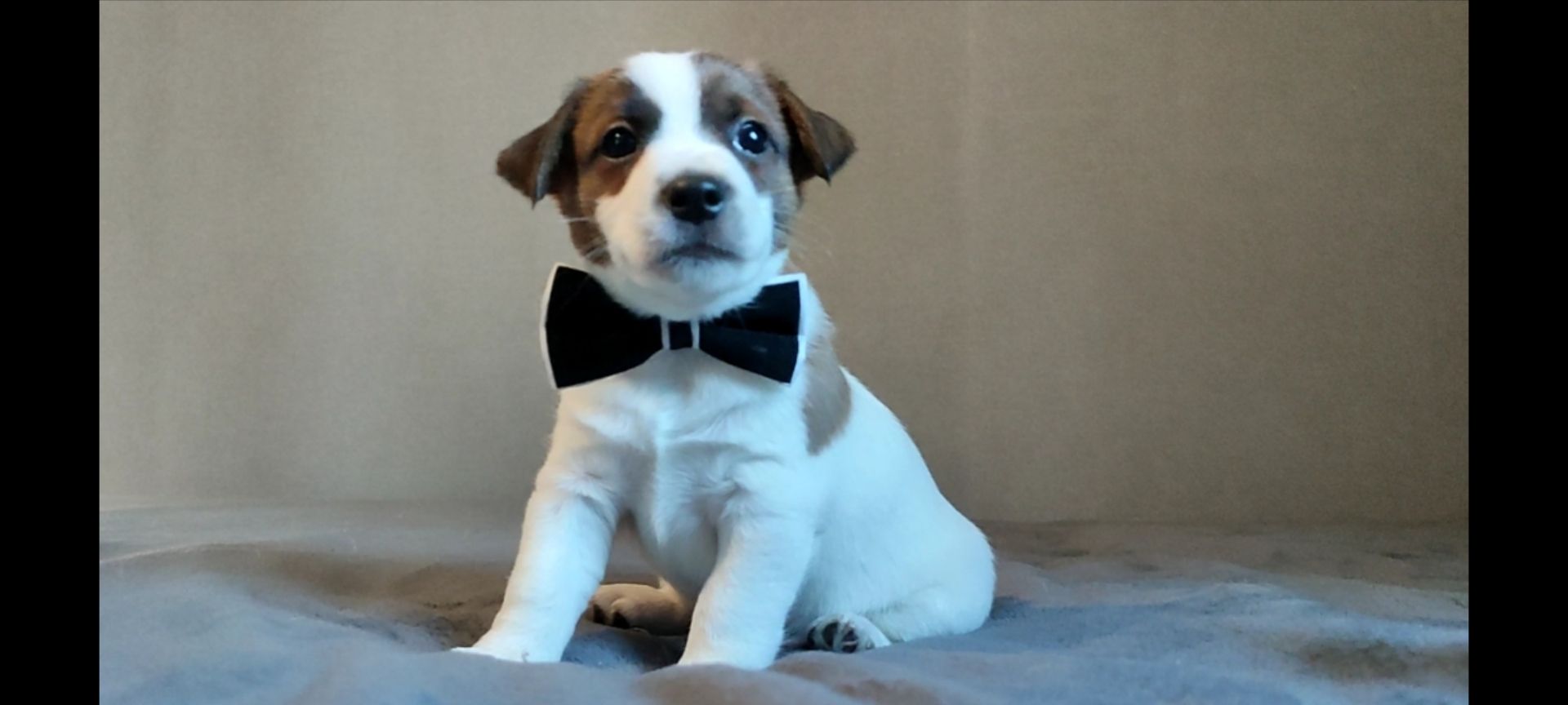 Джек Рассел терьер хлопчик з документами ККУ родословною