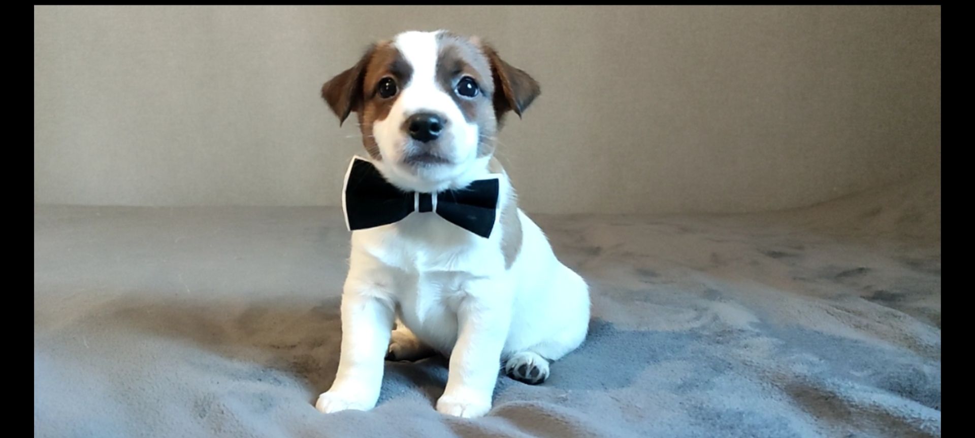 Джек Рассел терьер хлопчик з документами ККУ родословною