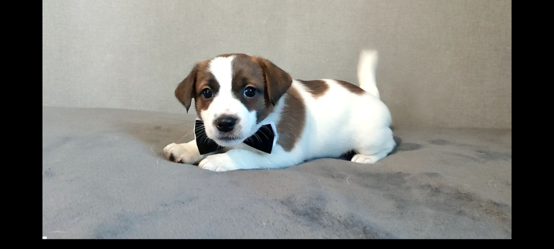 Джек Рассел терьер хлопчик з документами ККУ родословною