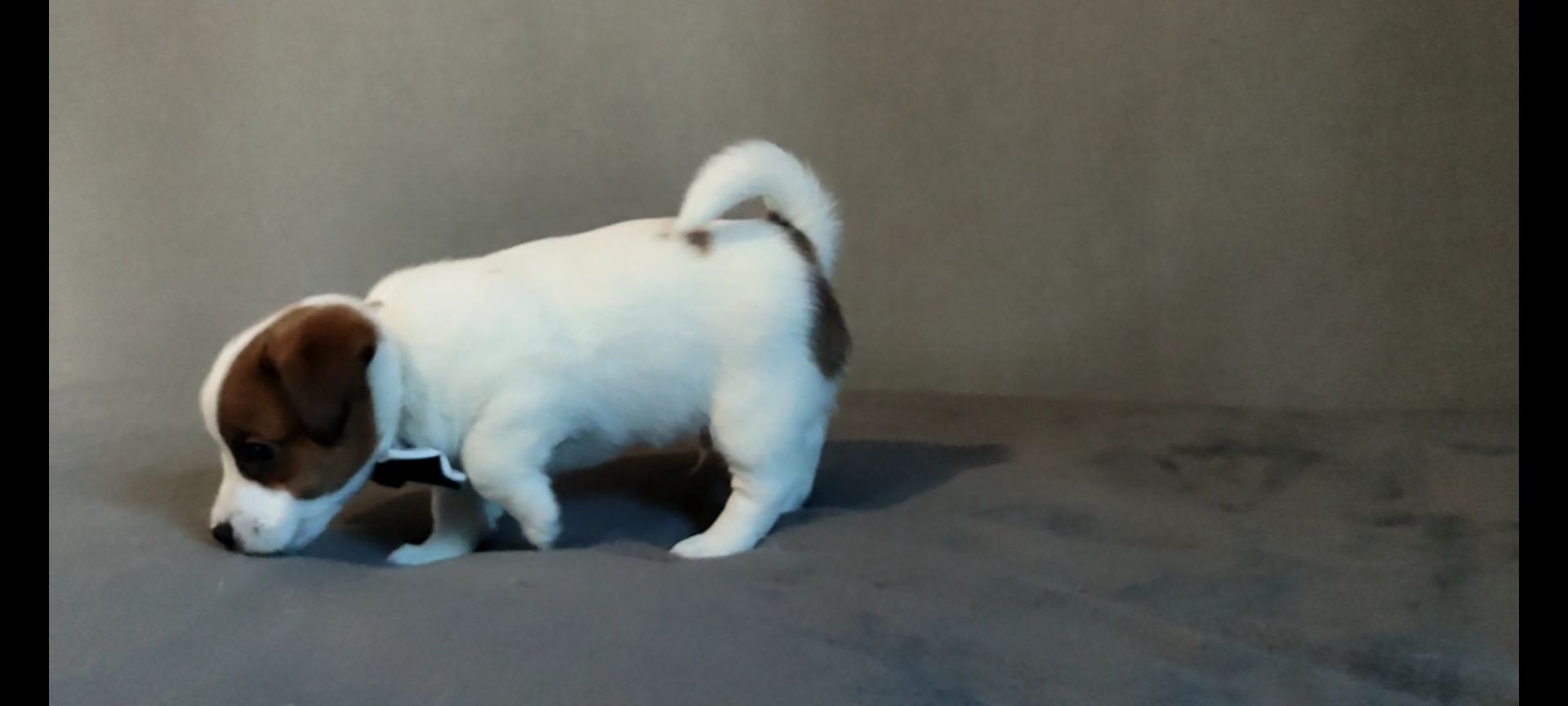 Джек Рассел терьер хлопчик з документами ККУ WKU родословною