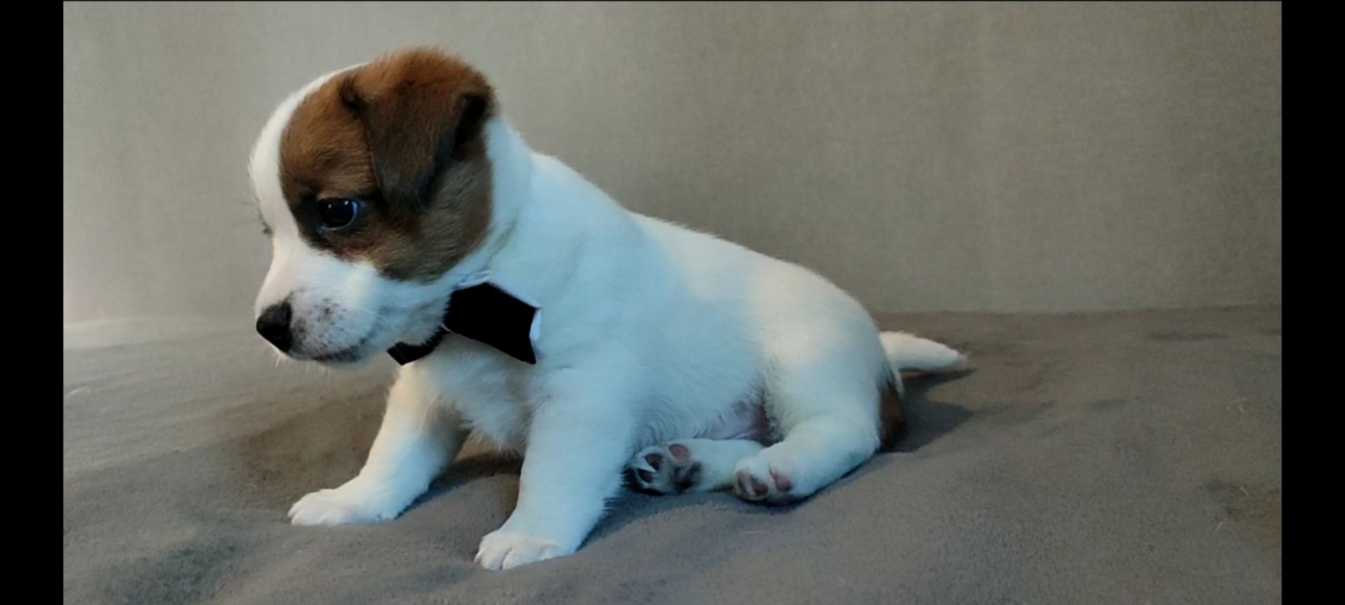 Джек Рассел терьер хлопчик з документами ККУ WKU родословною