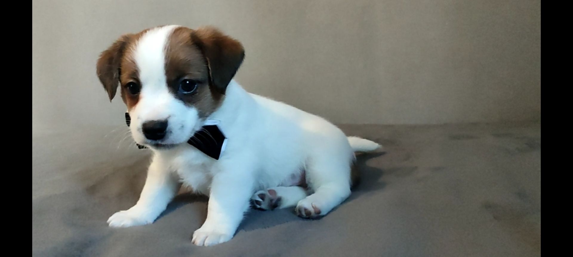 Джек Рассел терьер хлопчик з документами ККУ WKU родословною