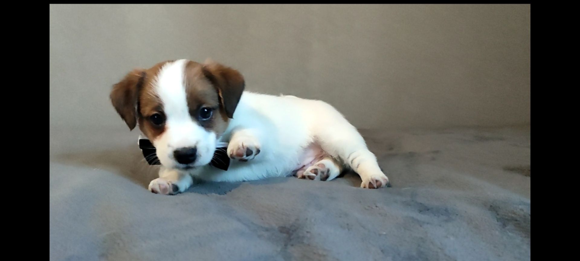 Джек Рассел терьер хлопчик з документами ККУ WKU родословною