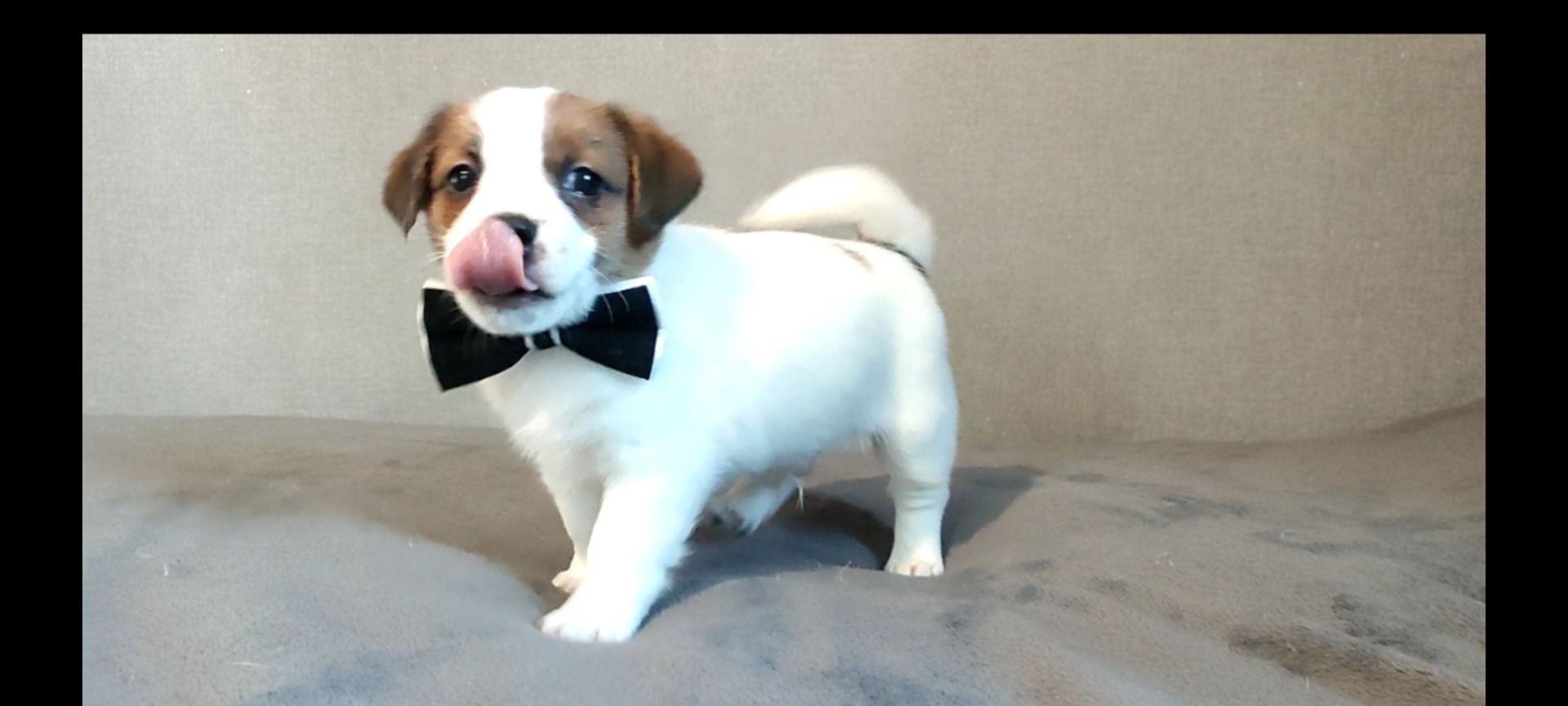 Джек Рассел терьер хлопчик з документами ККУ WKU родословною