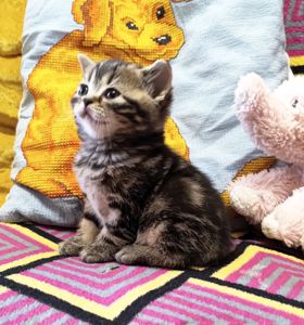 Шотландські кошенята.