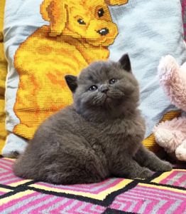 Шотландські кошенята.