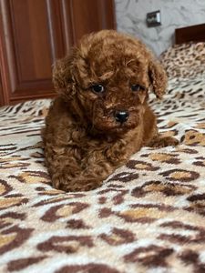 Щенки той пудель