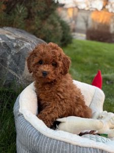 Мальчик той пудель Тедди мишка