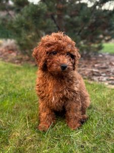 Хлопчик той пудель КИЕВ