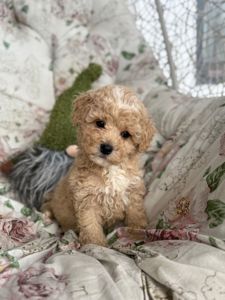 Мальчик мальтипу ф1 беби фейс в Киеве