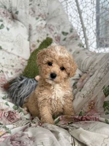 Мальчик мальтипу ф1 беби фейс в Киеве