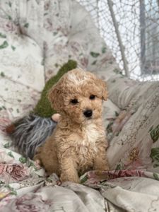 Мальчик мальтипу ф1 беби фейс в Киеве