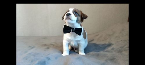 Джек Рассел терьер хлопчик з документами ККУ родословною