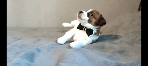 Джек Рассел терьер хлопчик з документами ККУ родословною