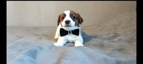 Джек Рассел терьер хлопчик з документами ККУ родословною