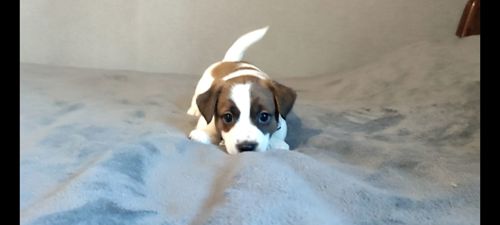 Джек Рассел терьер хлопчик з документами ККУ родословною