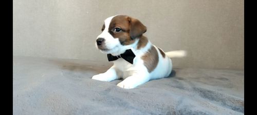 Джек Рассел терьер хлопчик з документами ККУ родословною