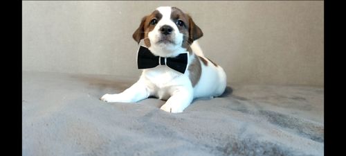 Джек Рассел терьер хлопчик з документами ККУ родословною