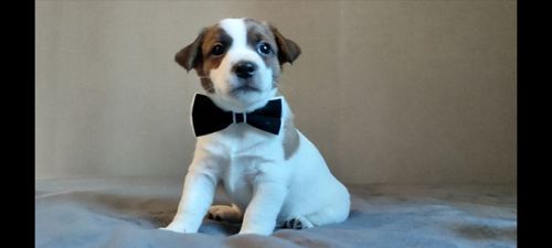 Джек Рассел терьер хлопчик з документами ККУ родословною