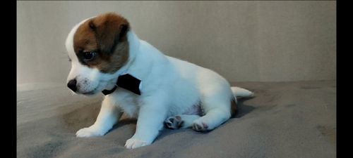 Джек Рассел терьер хлопчик з документами ККУ WKU родословною