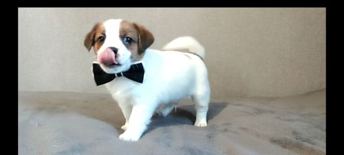 Джек Рассел терьер хлопчик з документами ККУ WKU родословною