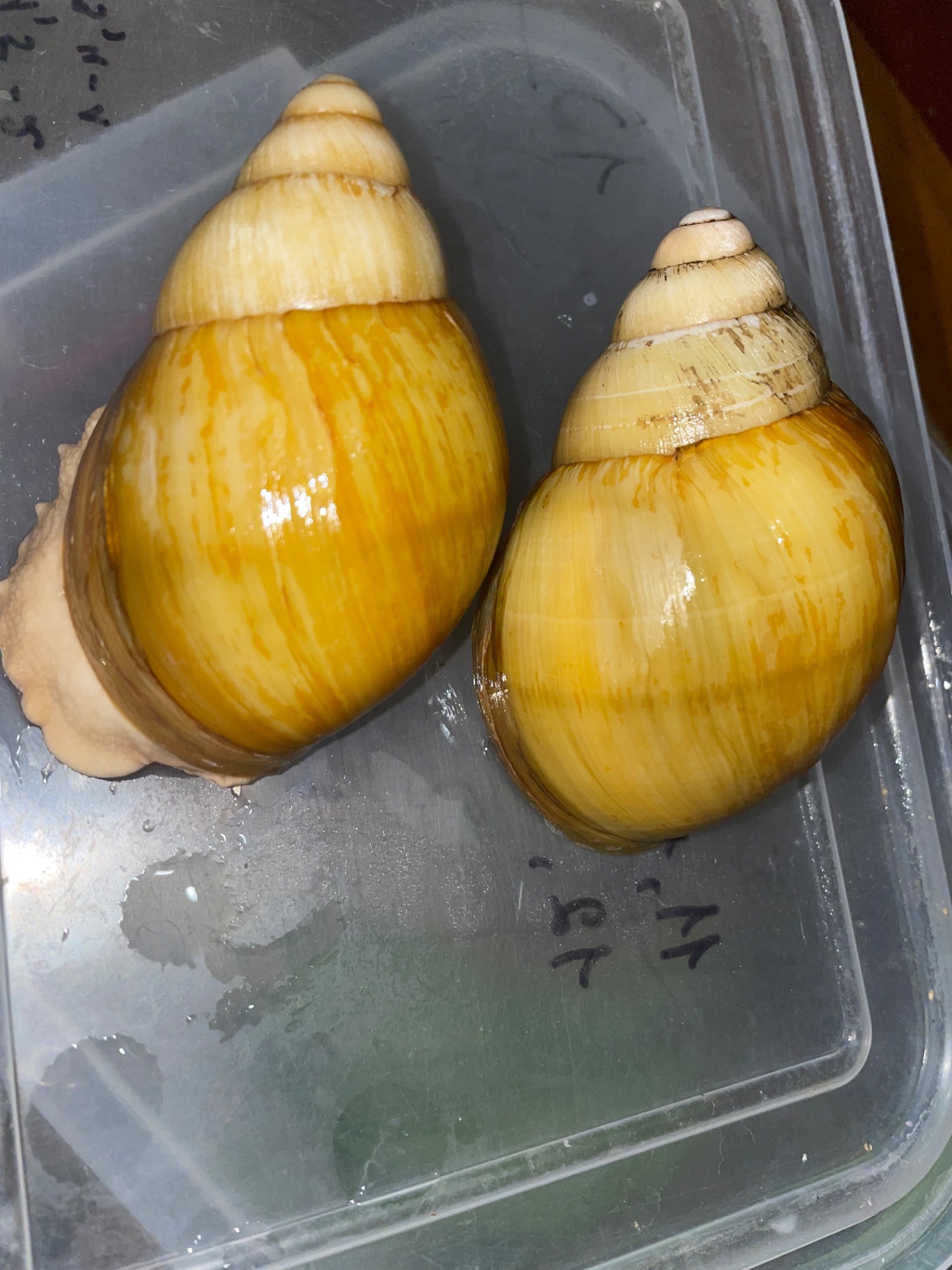 Українське золото ссп дорослі