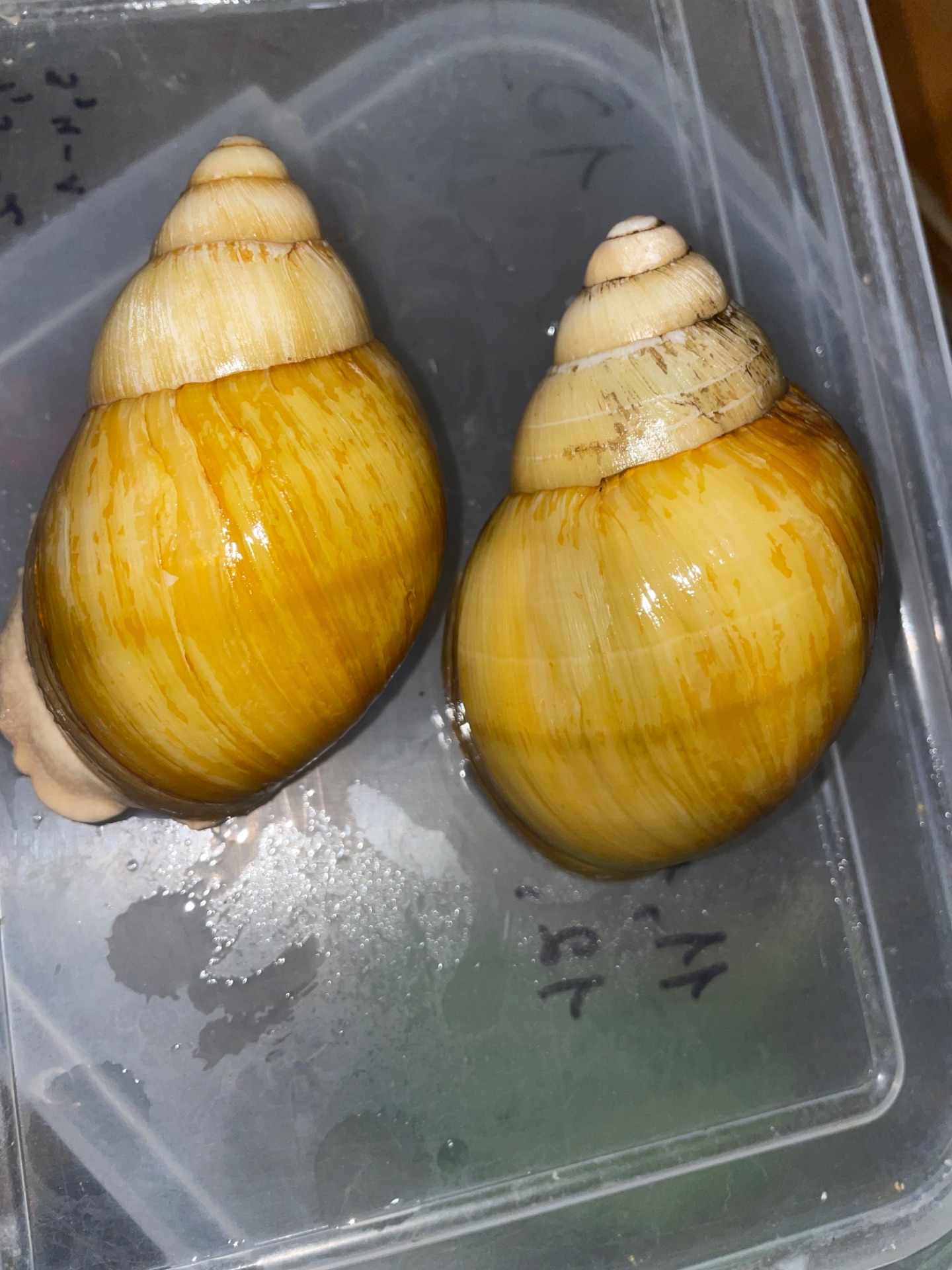 Українське золото ссп дорослі