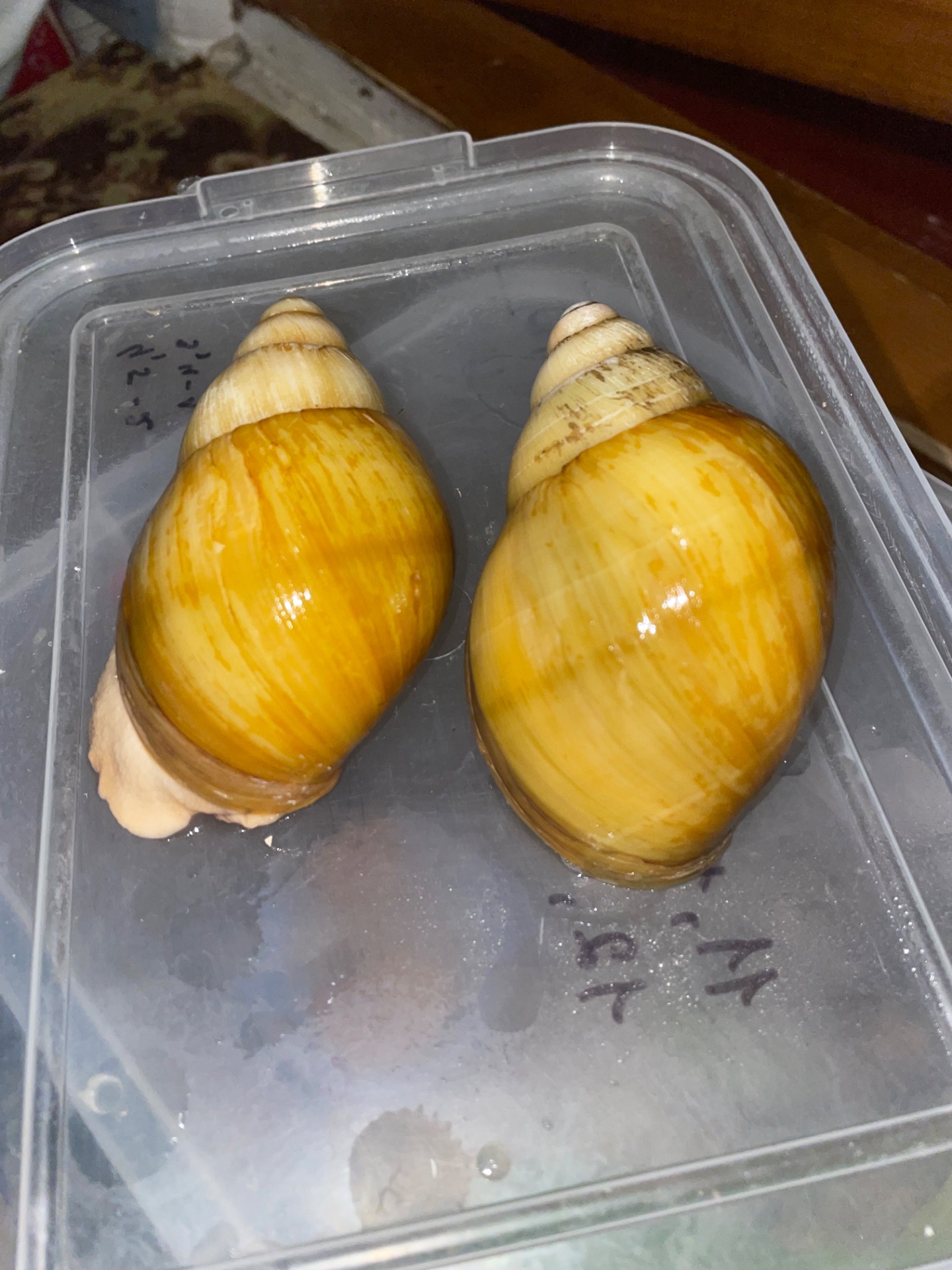 Українське золото ссп дорослі