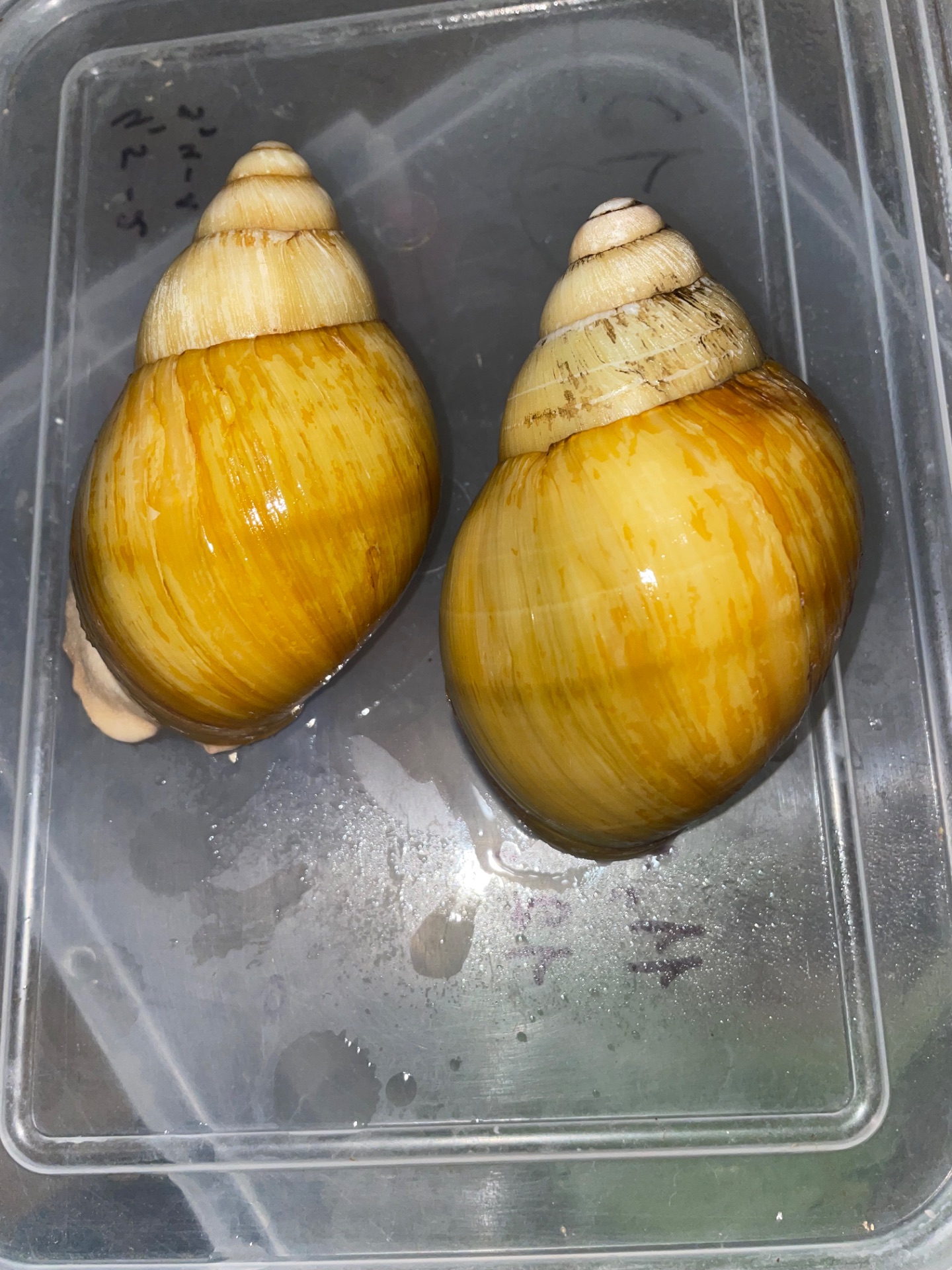 Українське золото ссп дорослі