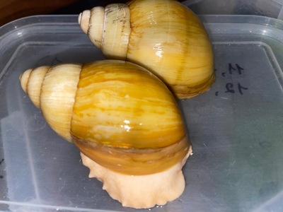 Українське золото ссп дорослі