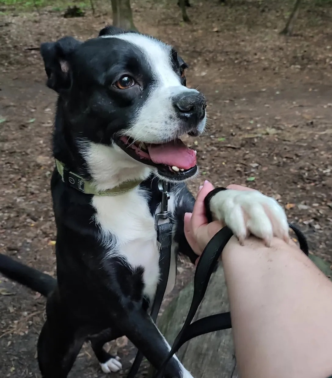 Мікс боксера Булочка