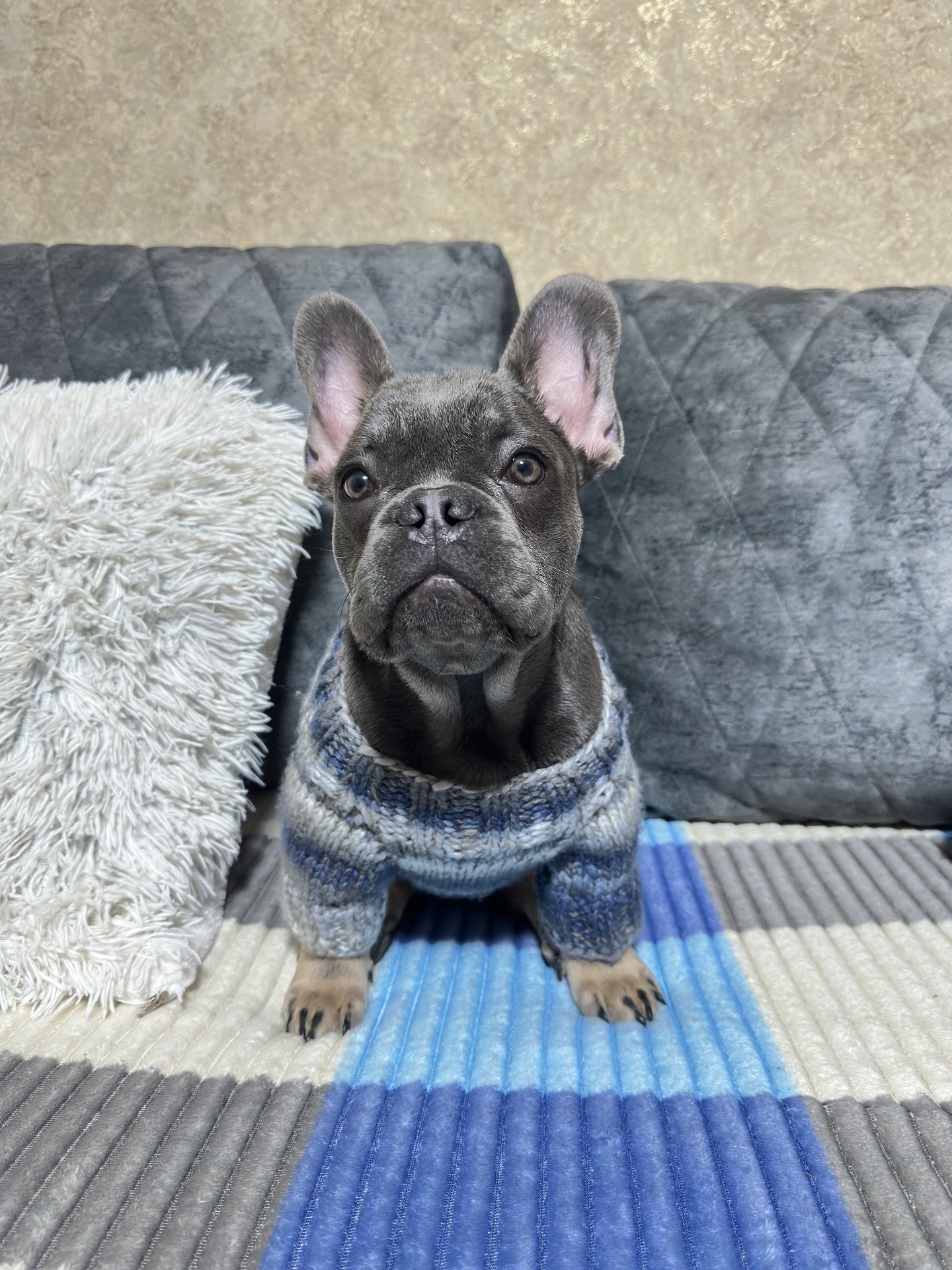 Французький Бульдог