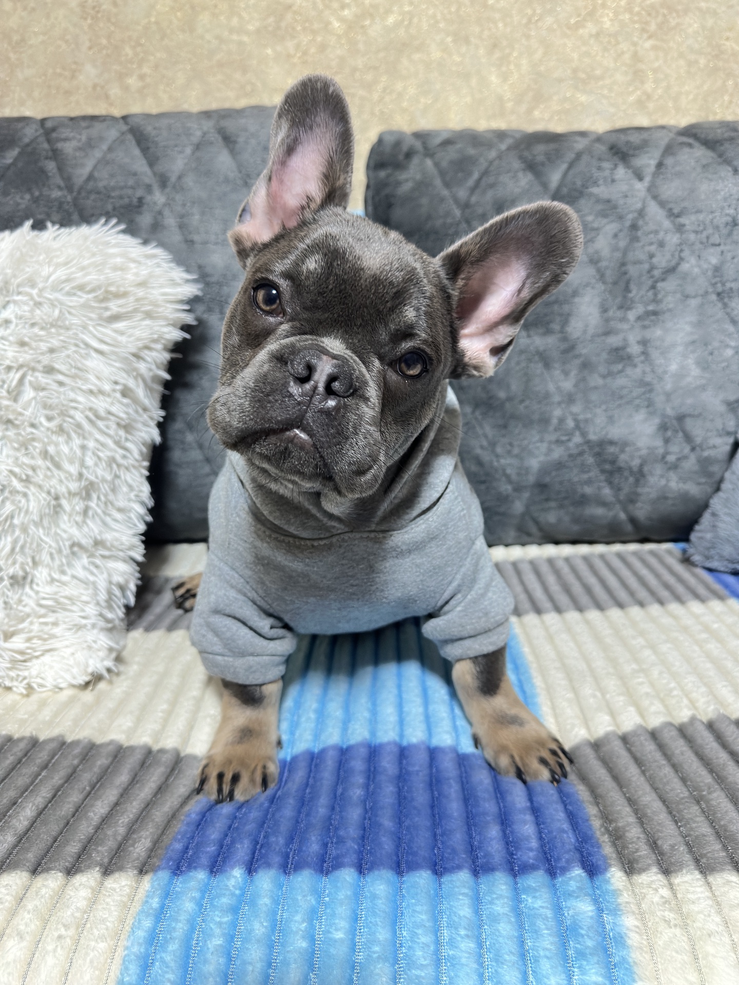 Французький Бульдог