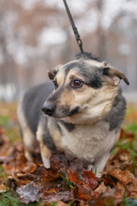 Врятований Малюк чекає на свою нову родину!