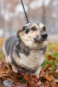 Врятований Малюк чекає на свою нову родину!