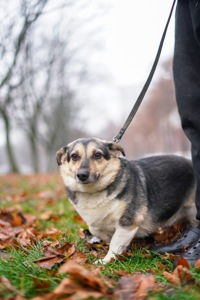 Врятований Малюк чекає на свою нову родину!