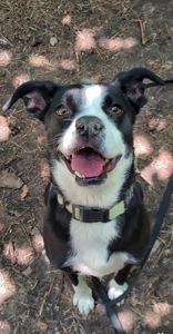 Мікс боксера Булочка