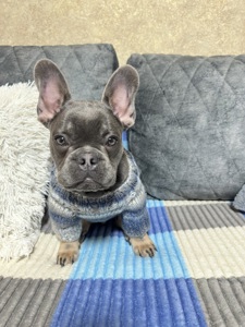 Французький Бульдог