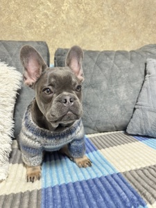 Французький Бульдог