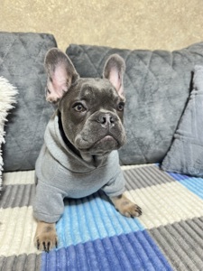 Французький Бульдог