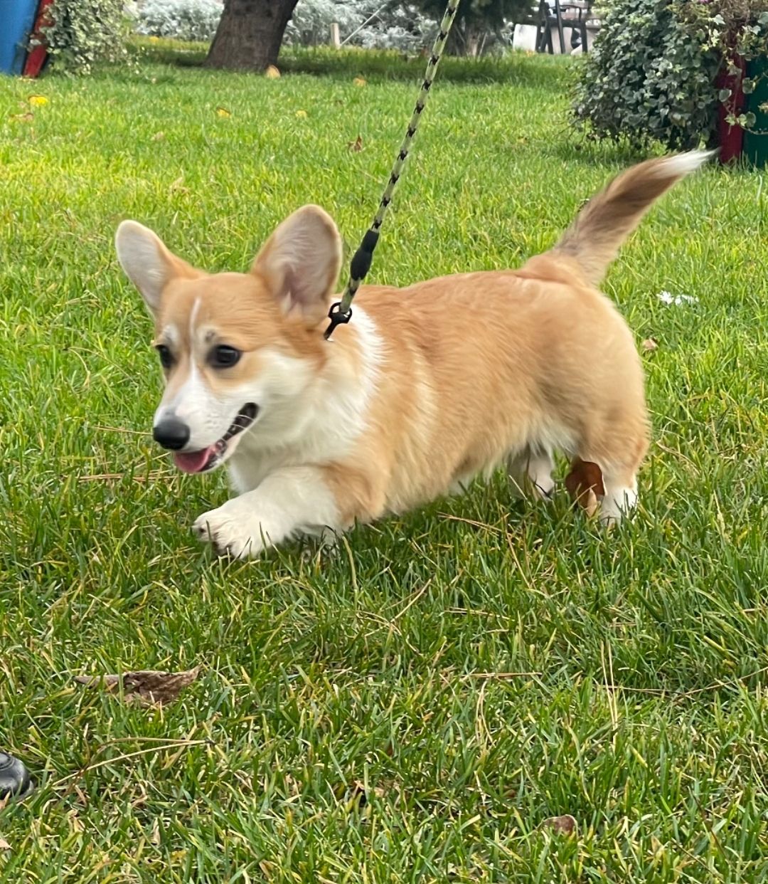 Вельш-коргі