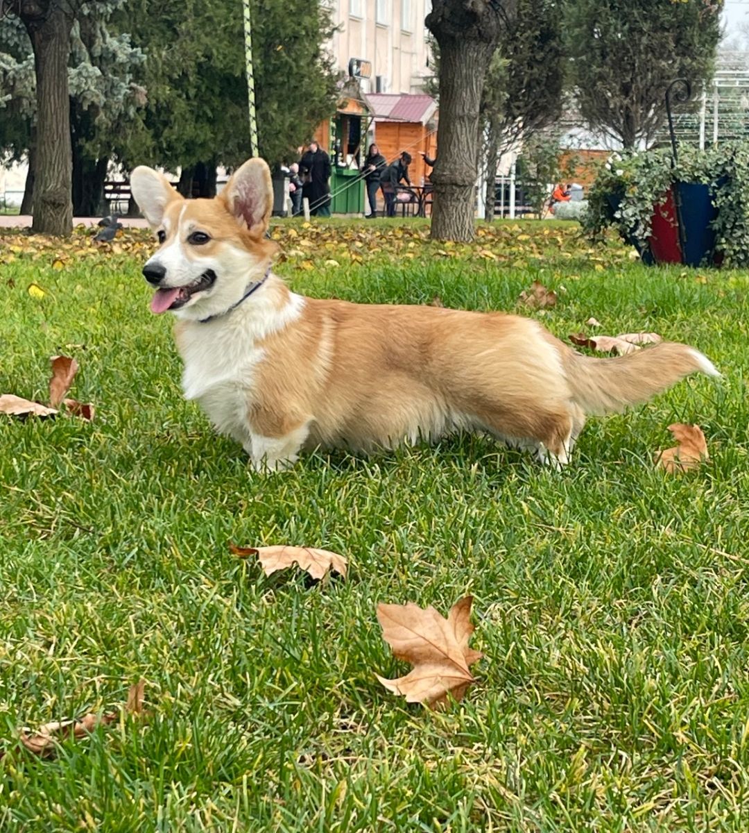 Вельш-коргі