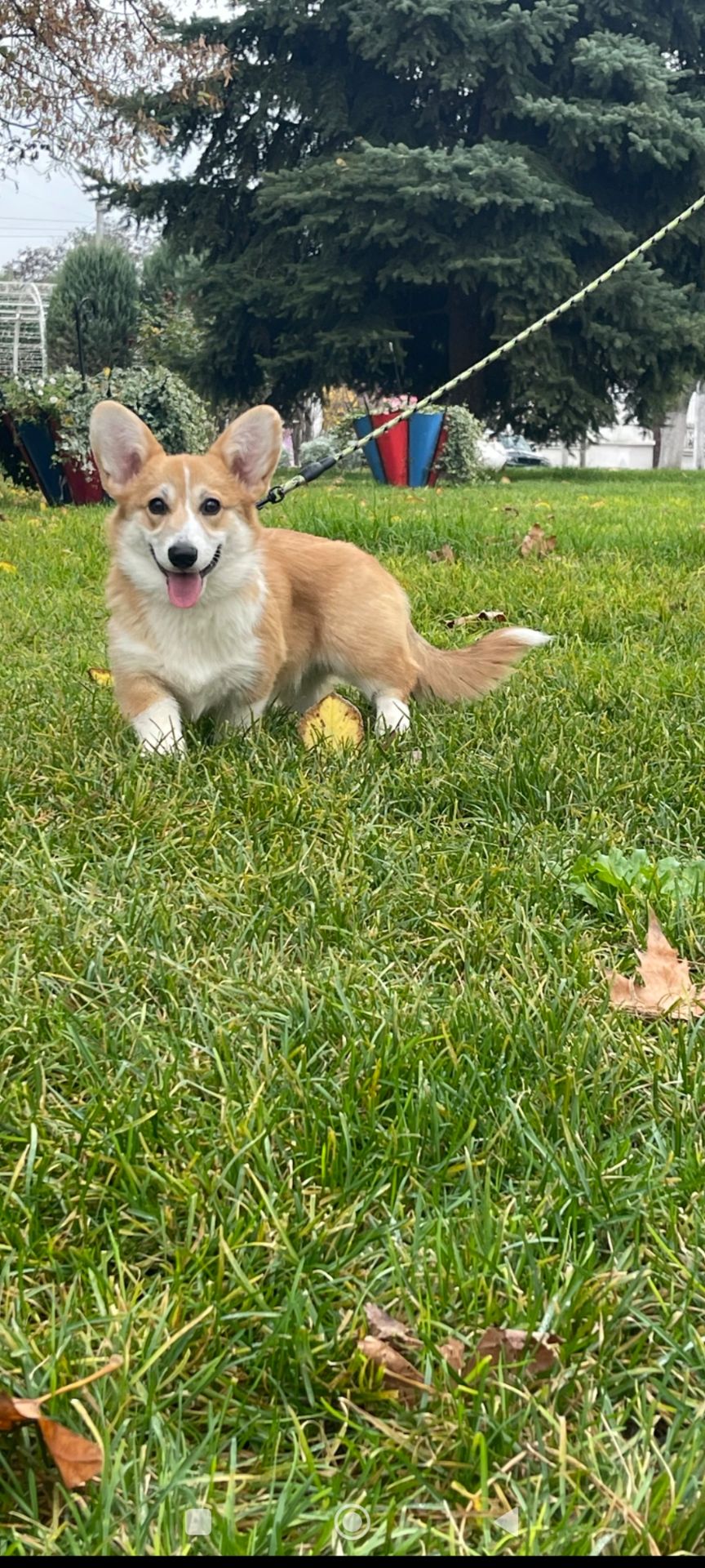 Вельш-коргі